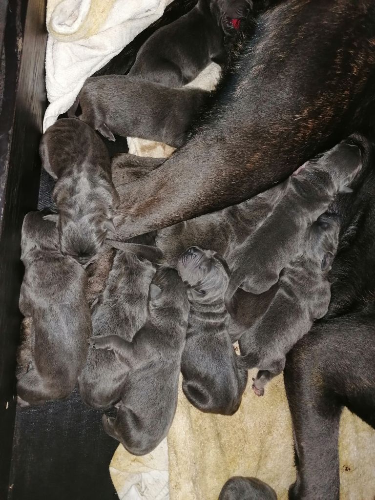 Du Cane Bzh - Cane Corso - Portée née le 25/07/2020